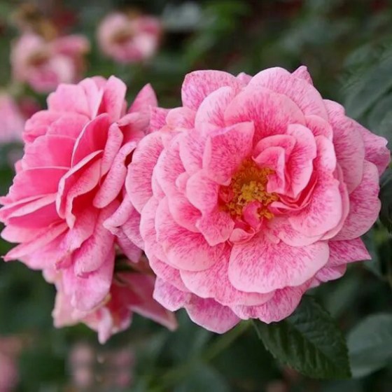 Die Kletterrose Camelot mit üppiger Blütenfülle, kräftigem Pink, ist ein Spreizklimmer für Rosenbogen oder Fassadenbegrünung